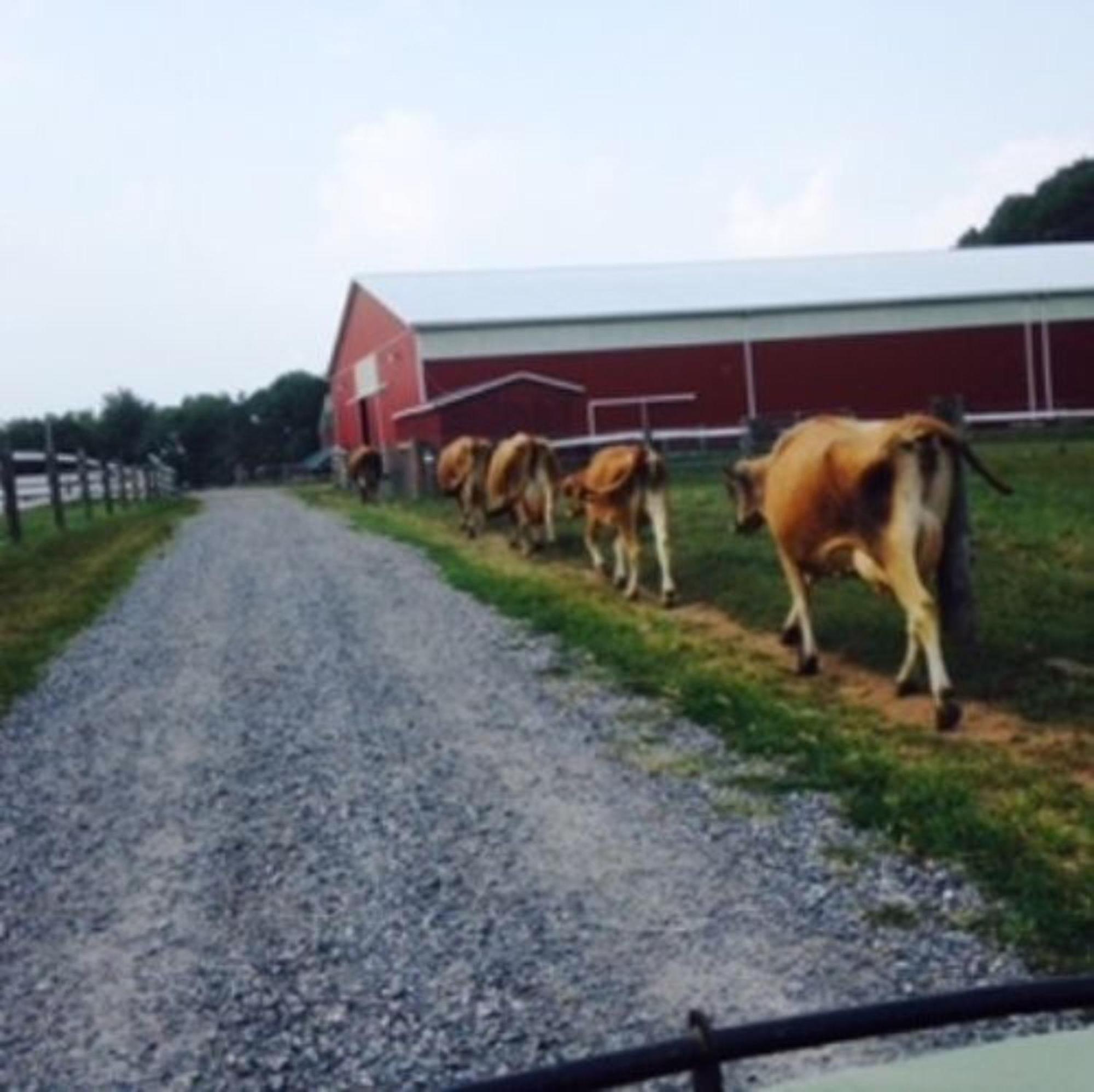 Flint Hill Farm Ag Villa Center Valley Exterior photo